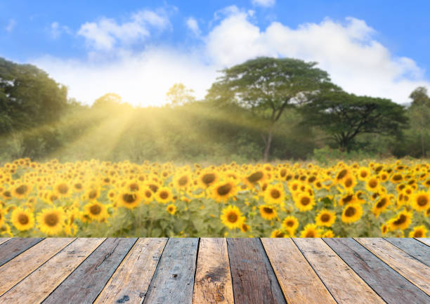 istock Wooden floor with sunflower garden background blurred 875218954