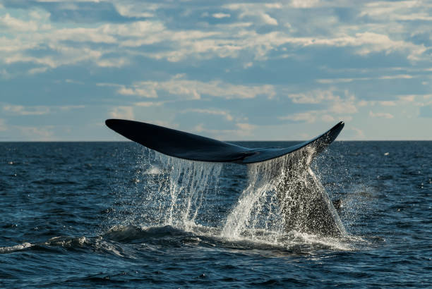 istock Whale in Patagonia 875221472