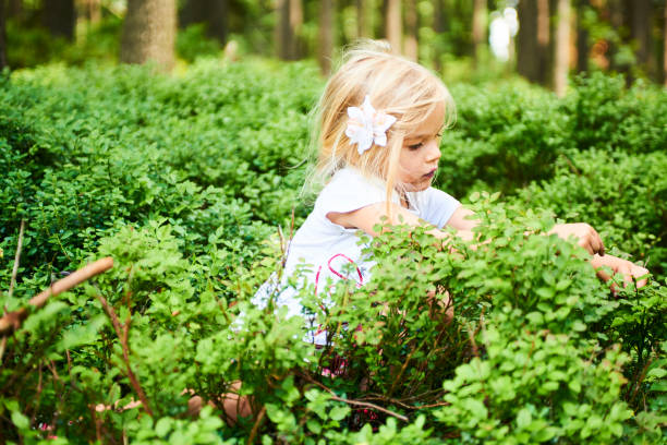 enfant fillette blonde cueillette de petits fruits frais sur la bleuetière en forêt. enfant prendre blue berry dans les bois. - blueberry picking freshness berry photos et images de collection