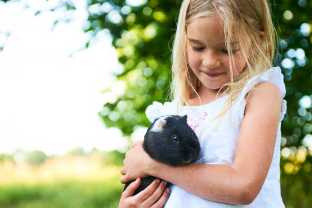 bambina bionda seduta o sdraiata su un'amaca e che tiene in braccio il suo animale domestico porcellino d'india - guinea pig pets child stroking foto e immagini stock