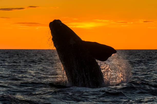 istock Whale in Patagonia 875222180