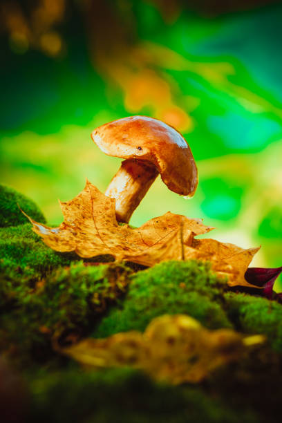 istock fresh brown cap boletus mushroom on moss 875222472