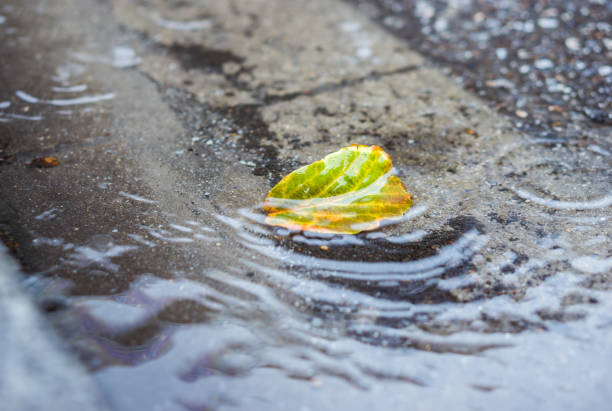 istock Heavy rain drops falling on city street with a autumn leaf. 875224858