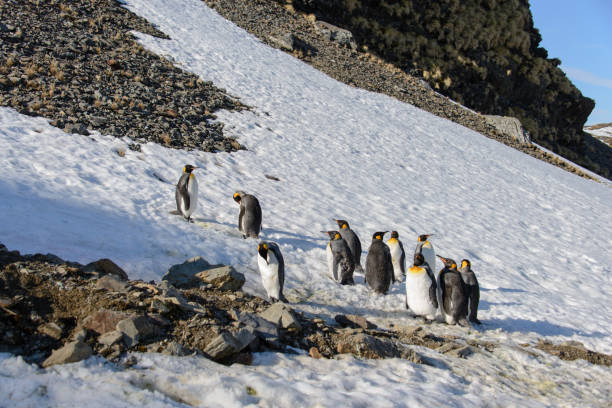 istock King penguins on South Georgia 875228366
