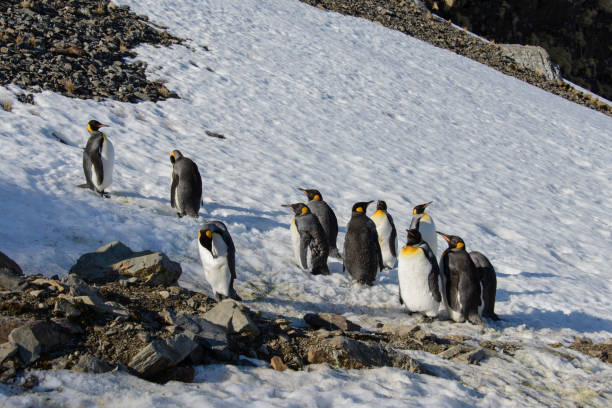 istock King penguins on South Georgia 875228562
