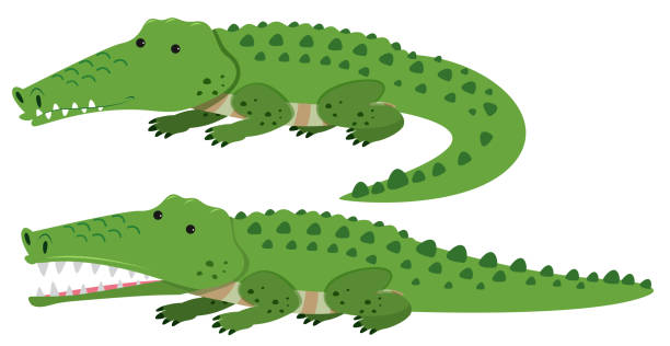 illustrations, cliparts, dessins animés et icônes de crocodiles mignons sur fond blanc - alligator white background crocodile reptile