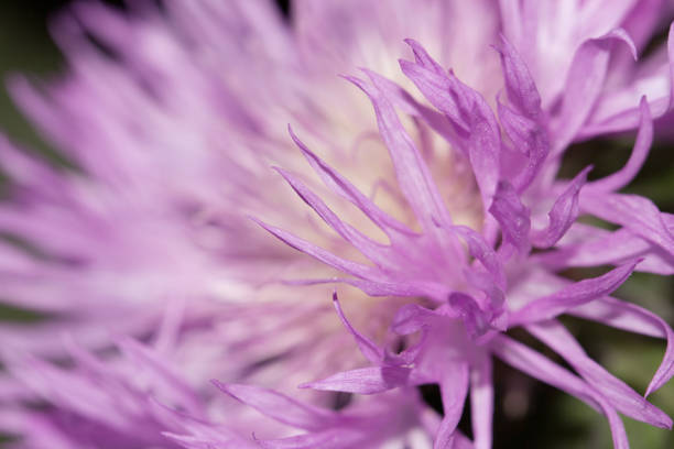 istock beautiful purple flower in nature. macro 875228850