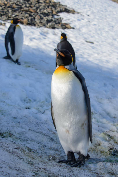istock King penguins on South Georgia 875229508