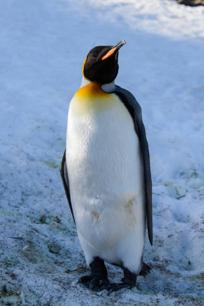 istock King penguins on South Georgia 875229642
