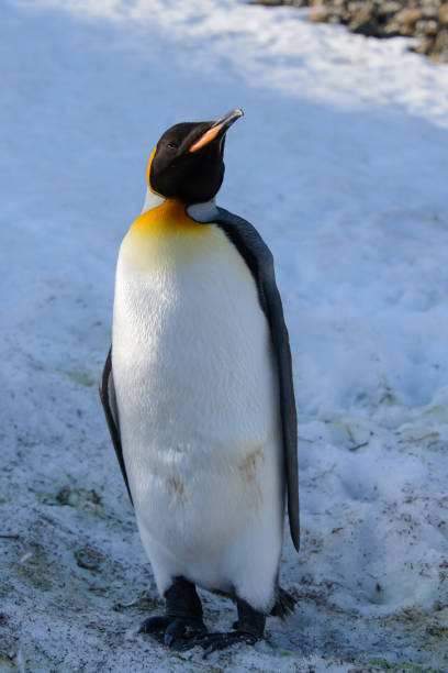 istock King penguins on South Georgia 875229650