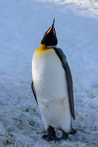 istock King penguins on South Georgia 875229842