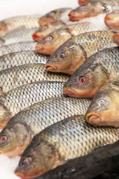 Frozen ice-cold fish rams in the store Frozen fish. Freshfish market. Gilt-head bream. Sea bream fish on ice. Fresh fish on ice for sale at market.