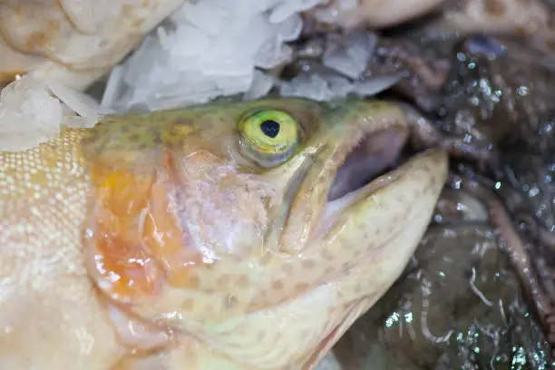 Frozen ice-cold fish in the store Frozen fish. Freshfish market. Gilt-head bream. Sea bream fish on ice. Fresh fish on ice for sale at market.