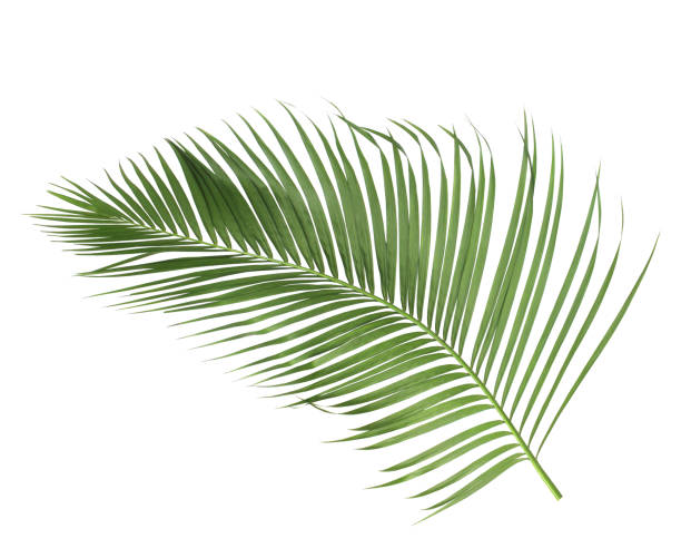 istock concept summer with green palm leaf from tropical . frond floral leaves branches tree isolated on white pattern background. flat lay, top view. 875230918