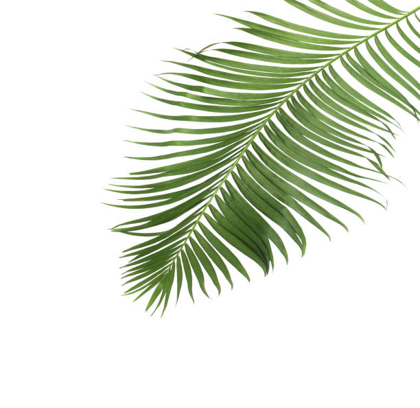 istock concept summer with green palm leaf from tropical . frond floral leaves branches tree isolated on white pattern background. flat lay, top view. 875230920