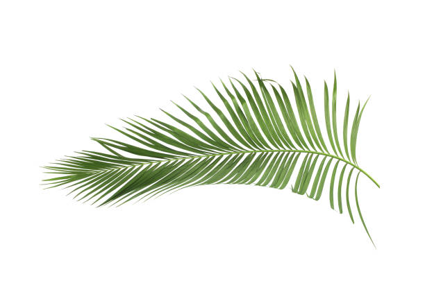 istock concept summer with green palm leaf from tropical . frond floral leaves branches tree isolated on white pattern background. flat lay, top view. 875230932