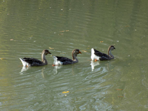 istock Three swan geese swimming on the calm water surface 875231168