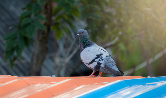 Pigeon or dove. It feral pigeon on roof of house