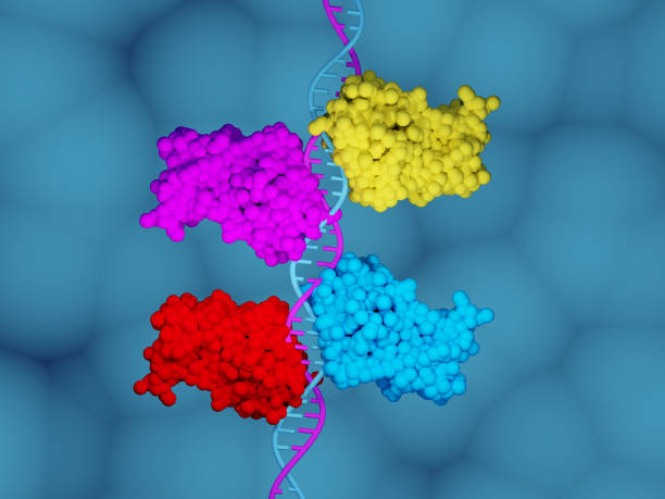 p53 protein 3d render of the p53 protein transcription factor bound to DNA medical transcription stock pictures, royalty-free photos & images