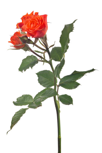 istock four bright red rose buds on green stem 875234138