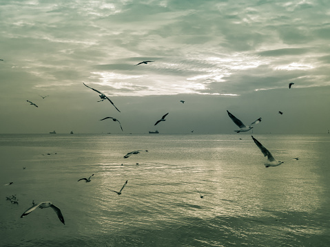 Seagull, Herd of Seagulls are flying over a Seashore with beautiful twilight on background.
