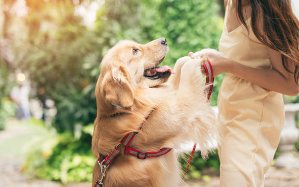 istock dog golden retriever in park 875234356