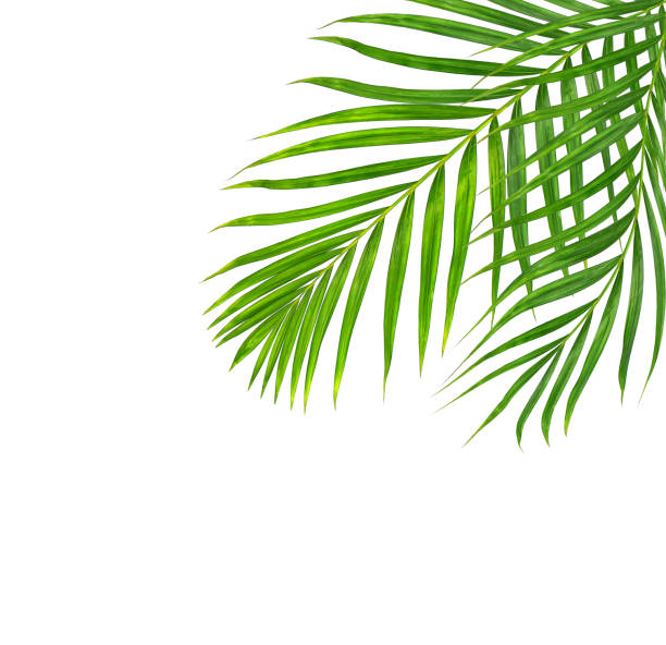 istock Green leaves of palm tree isolated on white background 875234560