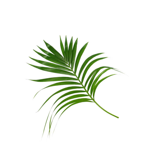 istock Green leaves of palm tree isolated on white background 875234564