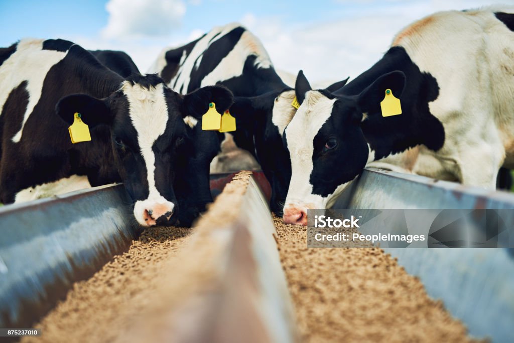 It's only the best for these cows Cropped shot of a herd of cows feeding on a dairy farm Feeding Stock Photo