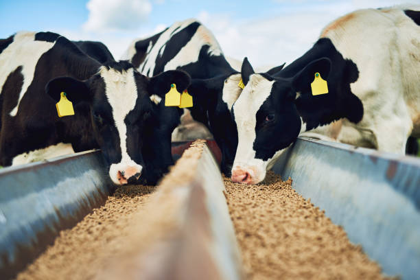 It's only the best for these cows Cropped shot of a herd of cows feeding on a dairy farm herbivorous stock pictures, royalty-free photos & images