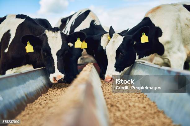 Its Only The Best For These Cows Stock Photo - Download Image Now - Feeding, Domestic Cattle, Cow