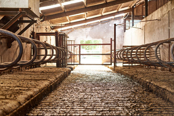 Where the cattle are kept Shot of the inside of a barn on a dairy farm barren cow stock pictures, royalty-free photos & images