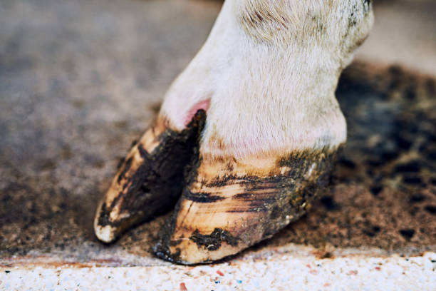 Healthy hooves are the sign of a healthy cow High angle shot of a cow's hoof on a dairy farm hooves stock pictures, royalty-free photos & images