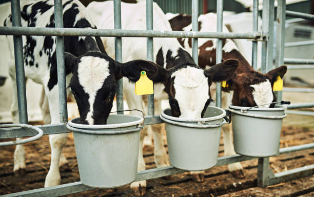 They love their milk Cropped shot of three calves drinking milk from buckets on a dairy farm Calf stock pictures, royalty-free photos & images