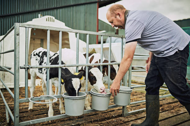 istock Keeping the calves healthy and well-fed 875237236