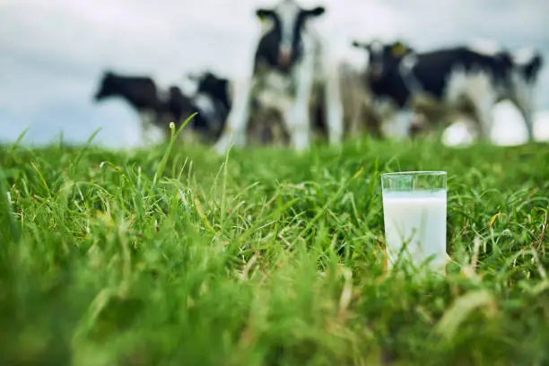 Closeup shot of a glass of milk on a dairy farm with cattle grazing in the background