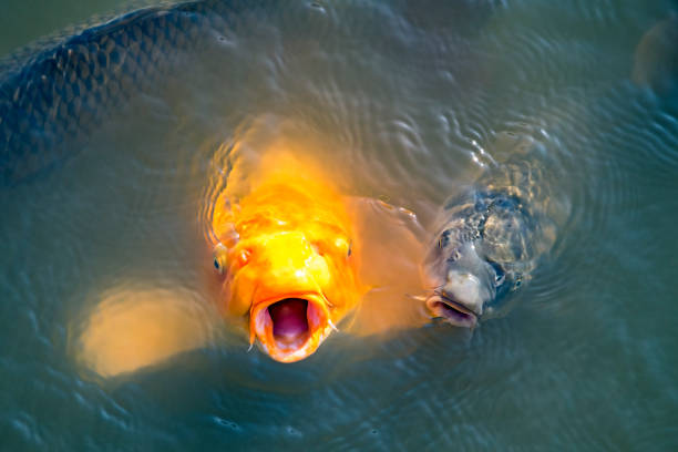 Two koi carp, orange and grey, anticipate feeding with open mouths in Japanese garden.