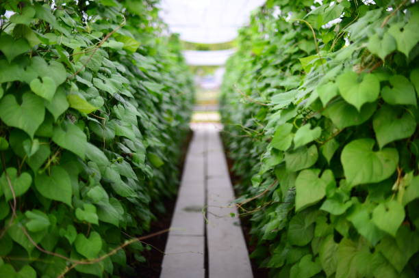 istock Melon Farm in Thailand 875237538