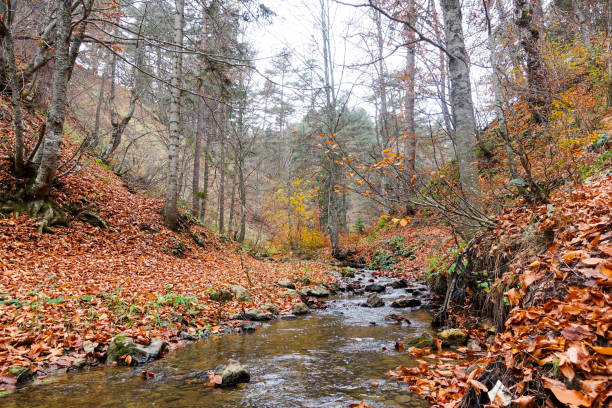 istock Autumn, leaves, water streams and forest 875237706