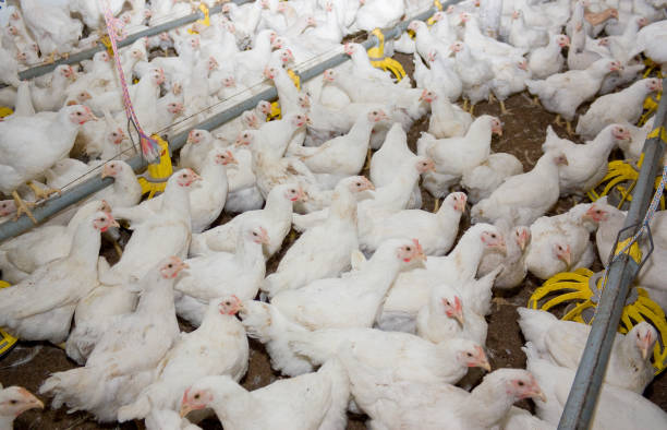 istock Young broiler chickens at the poultry farm 875238228