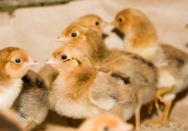 istock Young broiler chickens at the poultry farm 875238232