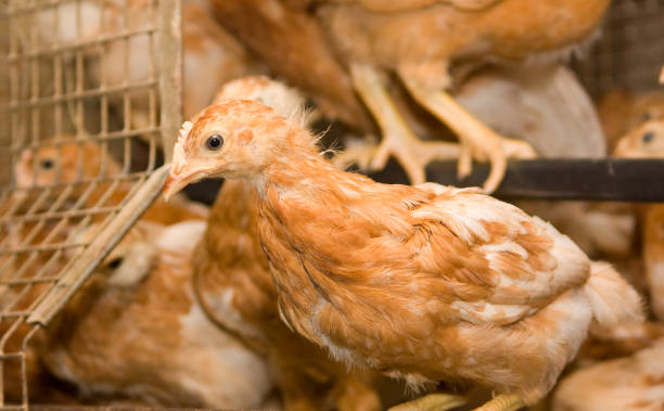 istock Indoors chicken farm, chicken feeding 875238252