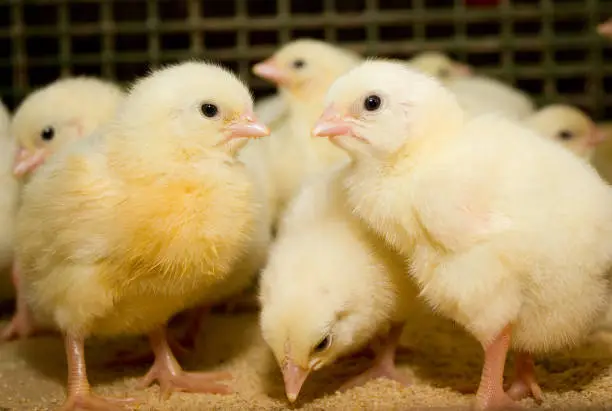 Photo of Young broiler chickens at the poultry farm