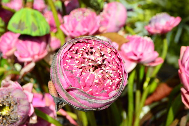 rosa flor de lótus - japanese culture massaging single flower nature - fotografias e filmes do acervo