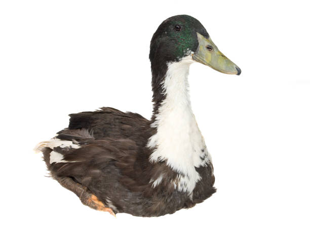 istock Adult duck isolated on white background 875241072