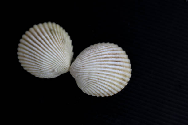 istock Mollusca is a large phylum of invertebrate for education. 875241146