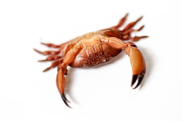 istock Mud crab or mangrove crab in Nature. 875241276