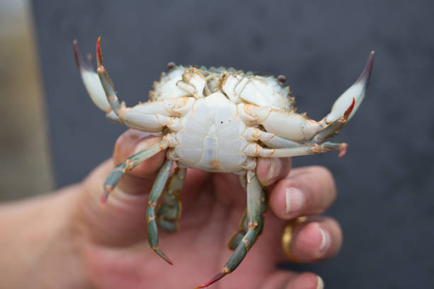 during a summer day child hand cautiously takes a live crab from a bucket azul, detail