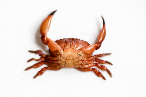 istock Mud crab or mangrove crab in Nature. 875241384