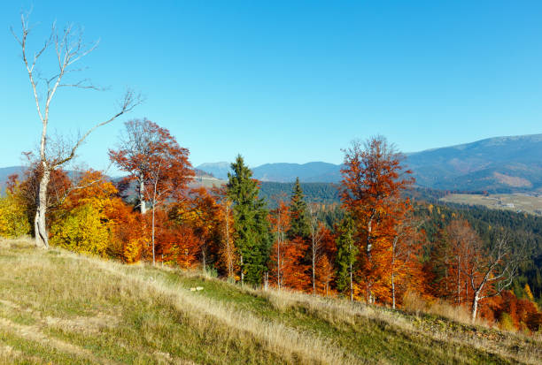 istock Morning autumn Carpathians landscape. 875245628